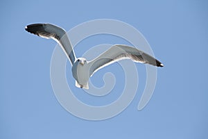 Seagull photo