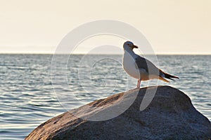 Seagull