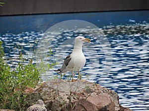 Seagull