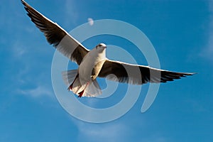 Seagull flying on a blue sky