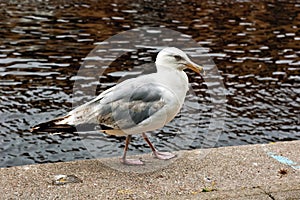 Seagull