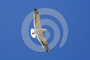 SeaGull