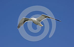 A Seagull photo