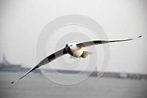 Seagull