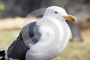 Seagull photo