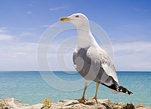 Seagull