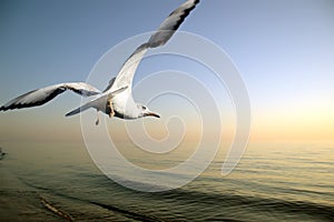 Seagull