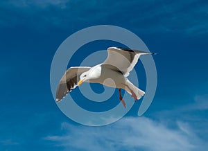 Seagull photo