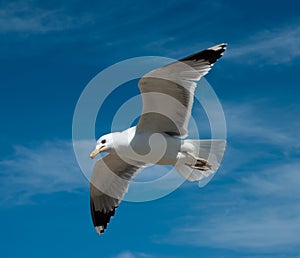 Seagull