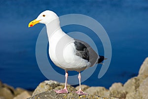 Seagull