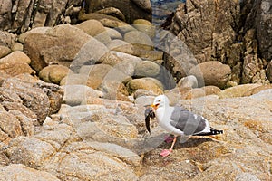 Seagull