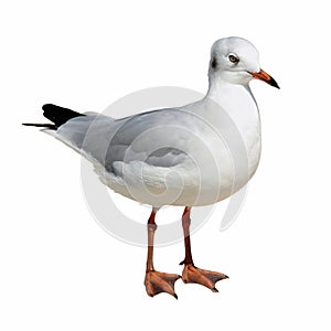 Gaviota 