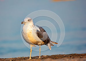 Seagull