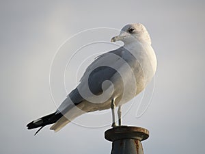 Seagull