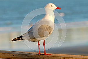 Seagull