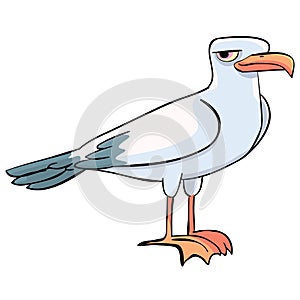 Seagull