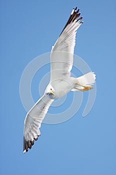 Seagull