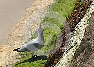 Seagull