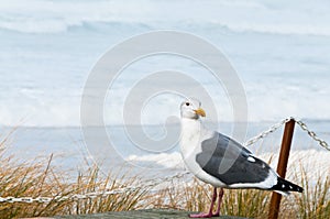 Seagull