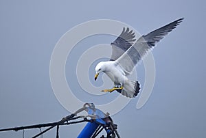 Seagull