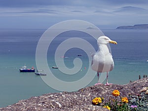 Gaviota 