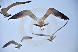 Seagull