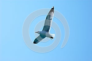 Seagull