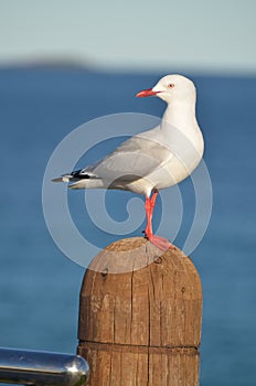 Seagull