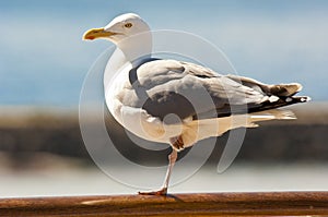 Seagull standing on one leg
