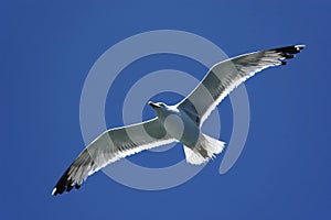 Seagull