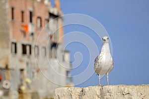 Seagull