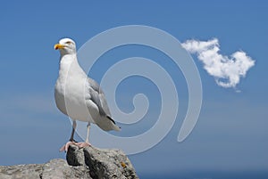 Seagull