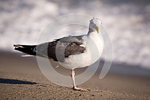 Seagull 3