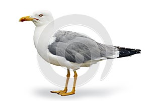 Seagull