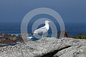 Seagull