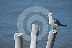 Seagull