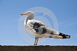 Seagull