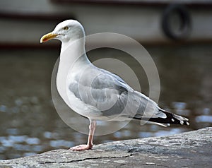 Seagull