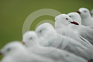 Seagull