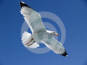 Seagull