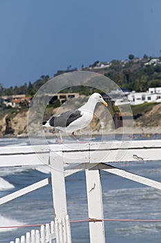 Seagull