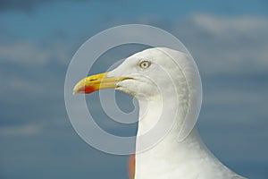 Seagull