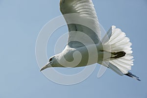 Seagull