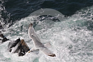 Seagull