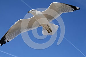Seagull