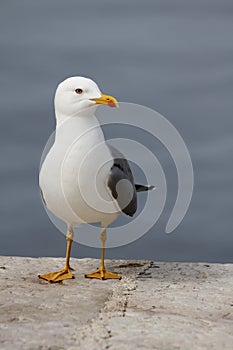 Seagull