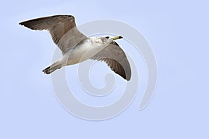 Seagull