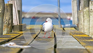 A seagull.