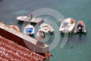 Seagull above sea, Berlengas, Portugal, Europe photo