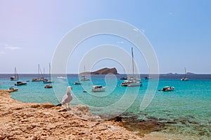 Seagull admires a beautiful view of Cala Comte. Cala Escondida. Ibiza, Balearic Islands. Spain